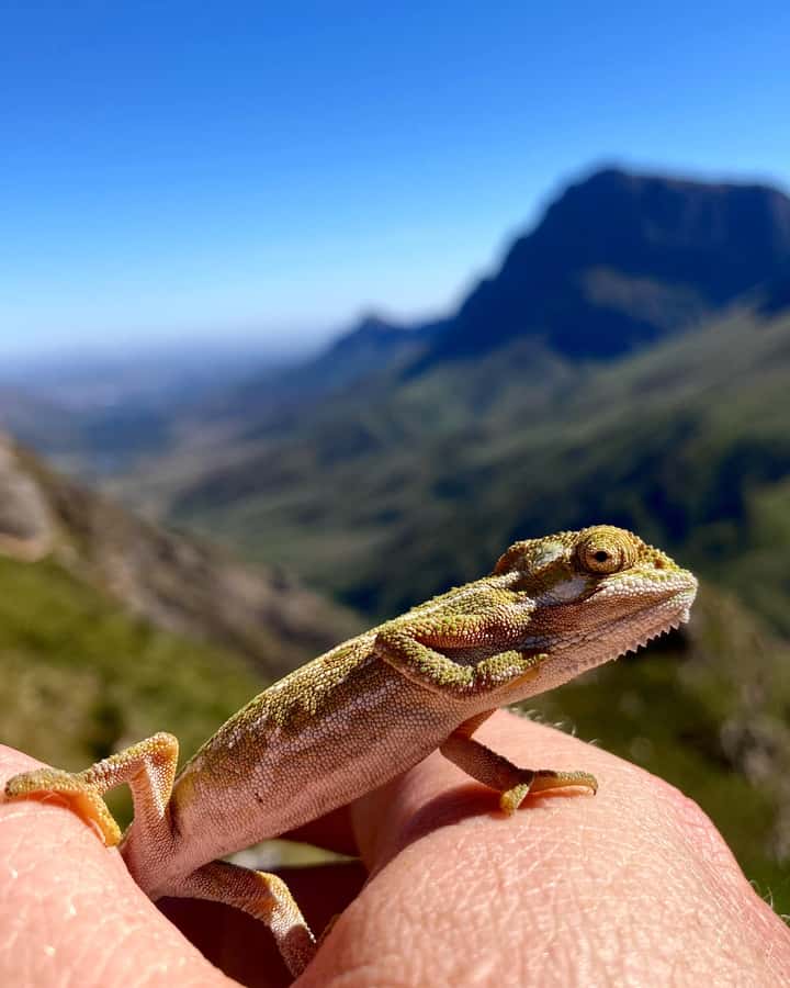 Jonkershoek Nature Reserve: Guided Panorama Trail Hike - What the $112 price gets you
