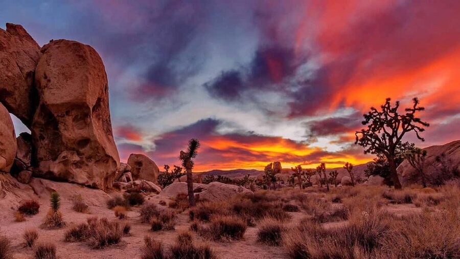 Joshua Tree National Park Day Tour from Los Angeles - Key points to know before booking