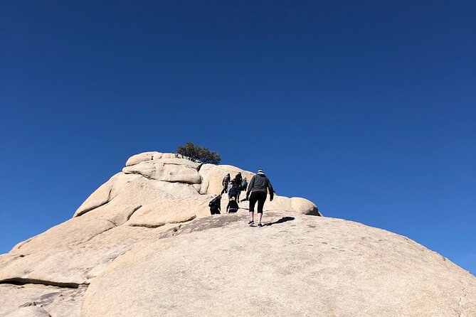 Joshua Tree National Park Driving Tour - Why this five-hour Joshua Tree tour works