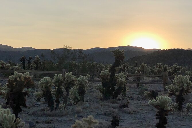 Joshua Tree National Park Driving Tour - The visitor center stop