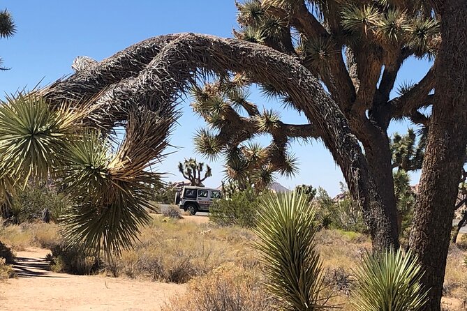 Joshua Tree National Park Driving Tour - Group size, comfort, and the no-show warning