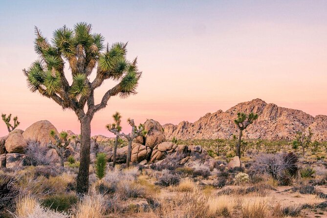 Joshua Tree National Park Offroad Tour - Key points to know before booking
