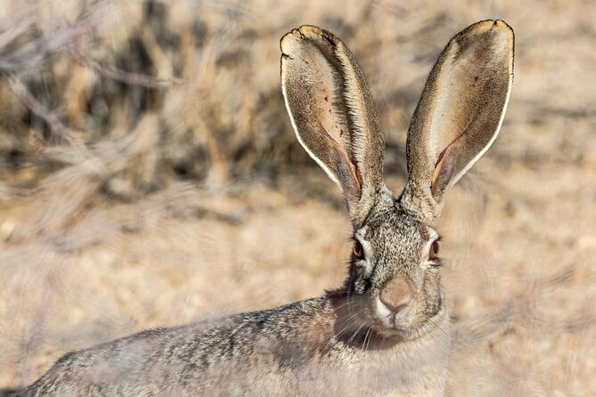 Joshua Tree National Park Self-Guided Driving Audio Tour - What the $16.99 price really buys you