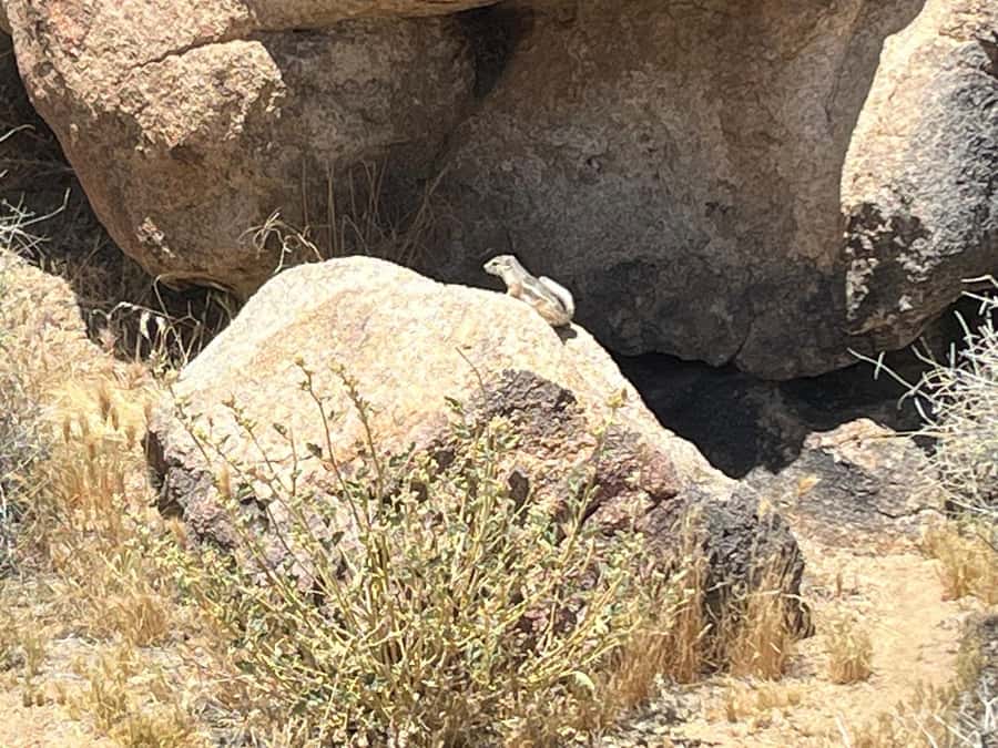 Joshua Tree National Park Tours | Private Tour (Max 10) - Pack for sun, rocks, and changing temperatures