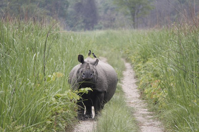 Jungle Towernight Stay In Chitwan National Park ,nepal-2 Nights 3 Days Package - Walking in the forest with birdwatching