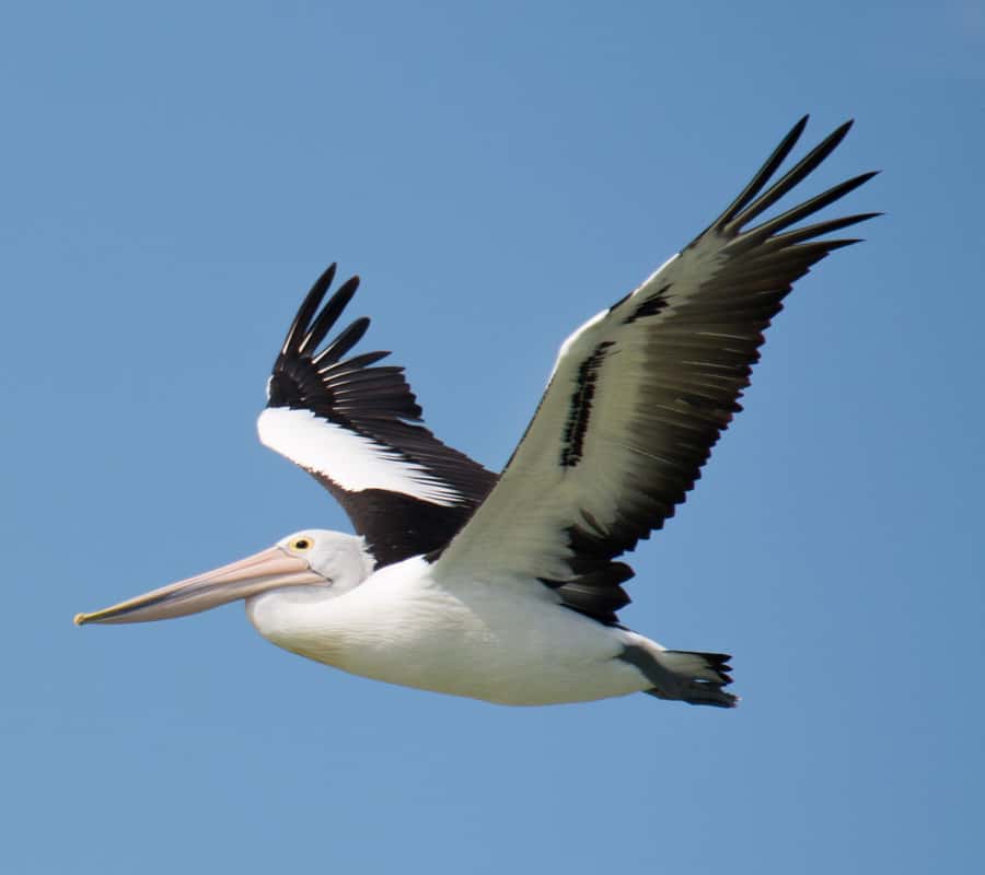 Kalbarri: Murchison River Wilderness Wildlife Cruise - Key points to know before you book