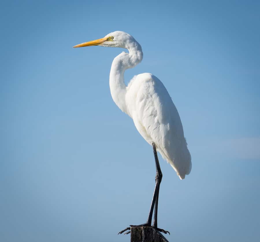 Kalbarri: Murchison River Wilderness Wildlife Cruise - Morning light or sunset timing