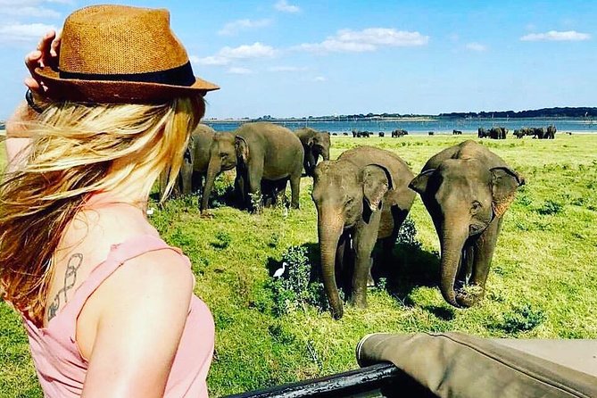 Kandy - Minneriya National park & Sigiriya Rock by tuk tuk tours - Minneriya safari, the day’s big payoff