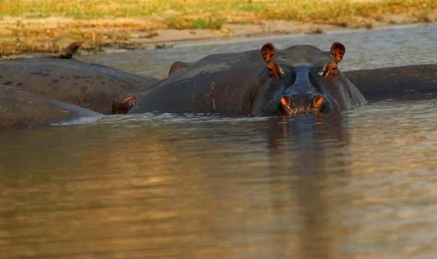 Kasane: Chobe National Park Full-Day Game Drive Safari - Why Chobe is worth giving a full day