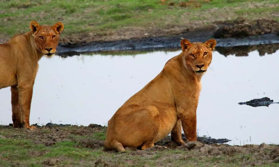 Kasane: Chobe National Park Full-Day Game Drive Safari - Boat, Jeep, or a combination of both