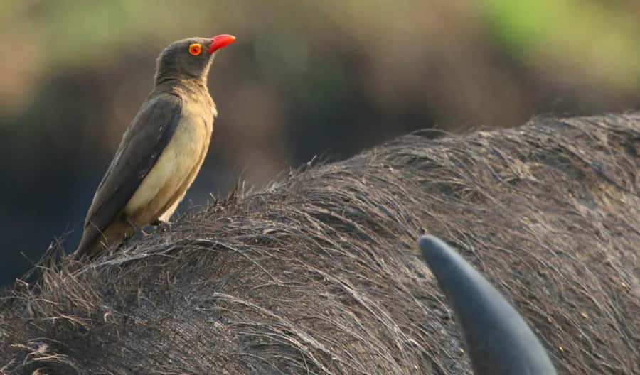 Kasane: Chobe National Park Full-Day Game Drive Safari - What you may see in Chobe