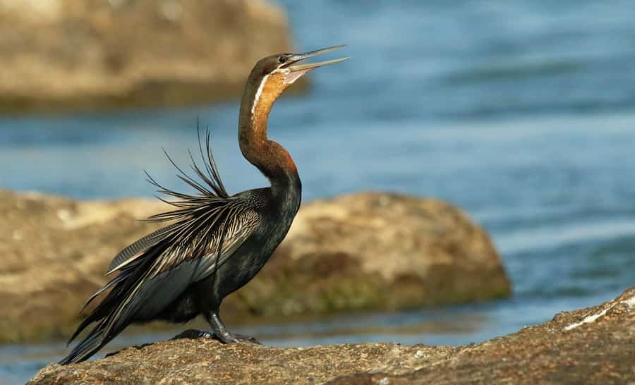Kasane: Chobe National Park Full-Day Game Drive Safari - Comfort, weather, and what to pack