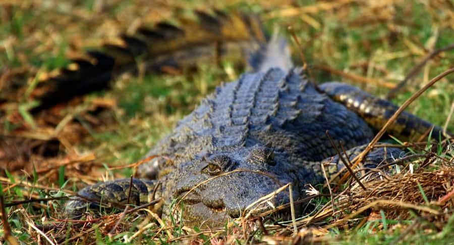 Kasane: Chobe National Park Full-Day Game Drive Safari - Is $153 good value?