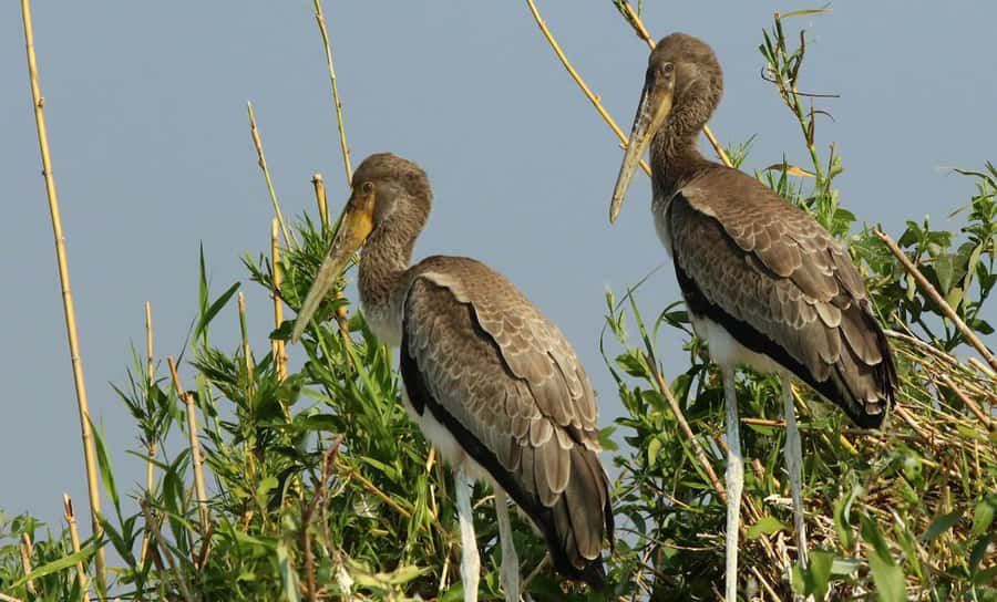 Kasane: Chobe National Park Full-Day Game Drive Safari - Who should book this safari?