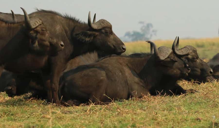 Kasane: Chobe National Park Full-Day Game Drive Safari - The morning pickup and park entry
