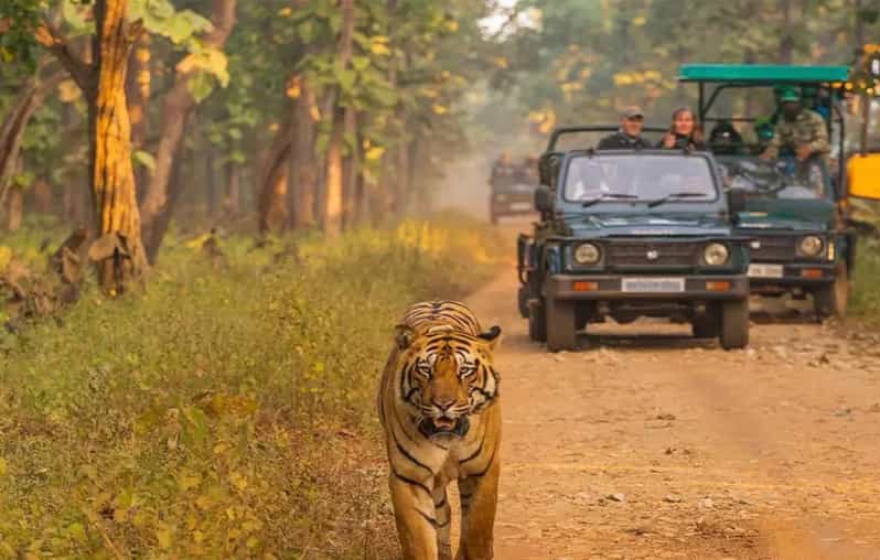 Kathmandu: 4-Day Private Chitwan National Park Safari Tour - What the Private Format Really Means