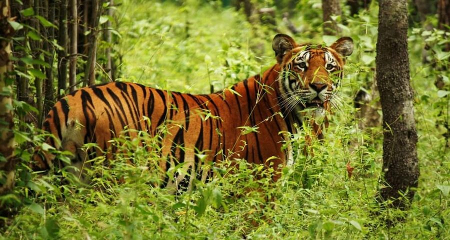 Kathmandu: 4-Day Private Chitwan National Park Safari Tour - Meals, Lodging, and Included Costs