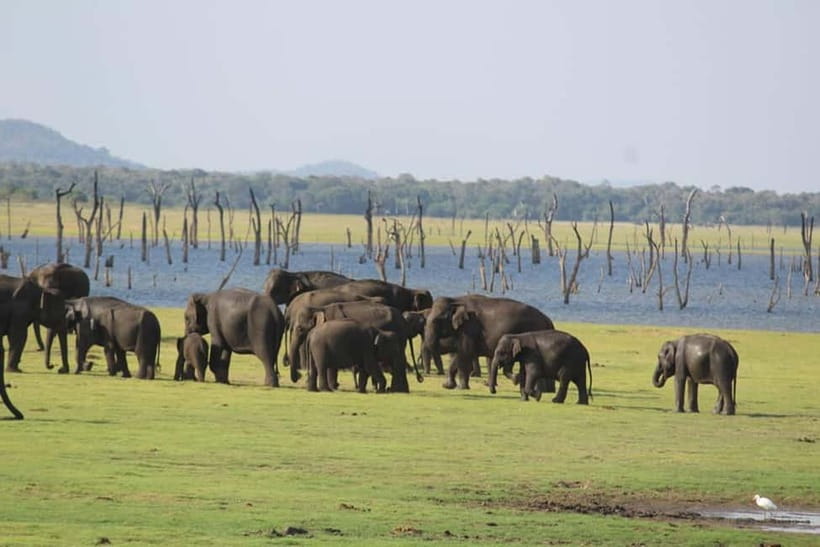 Kaudulla National Park Half-Day Safari with Expert - Why Kaudulla is a strong choice for elephant watching