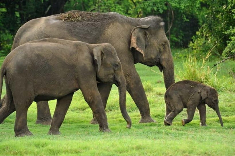 Kaudulla National Park Half-Day Safari with Expert - Beyond elephants: crocodiles, deer, monkeys, and birds