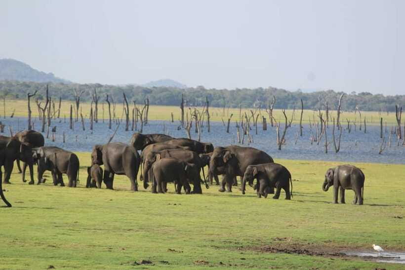 Kaudulla National Park Half-Day Safari with Expert - Should you book it?