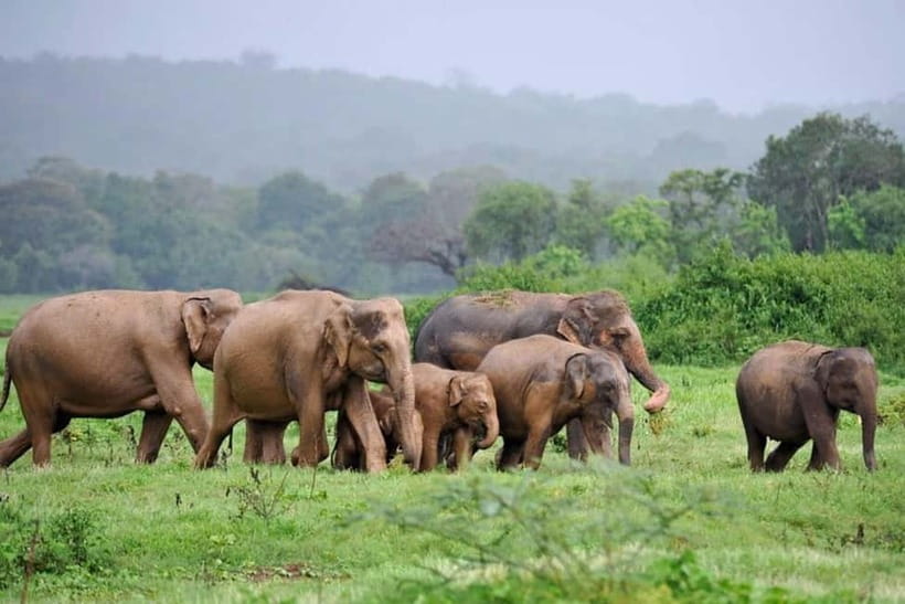 Kaudulla National Park Half-Day Safari with Expert - Starting from Sigiriya, Habarana, or Dambulla