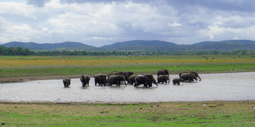 Kaudulla National Park Half Day Sri Lanka Jeep Safari - Should you book the Kaudulla safari?