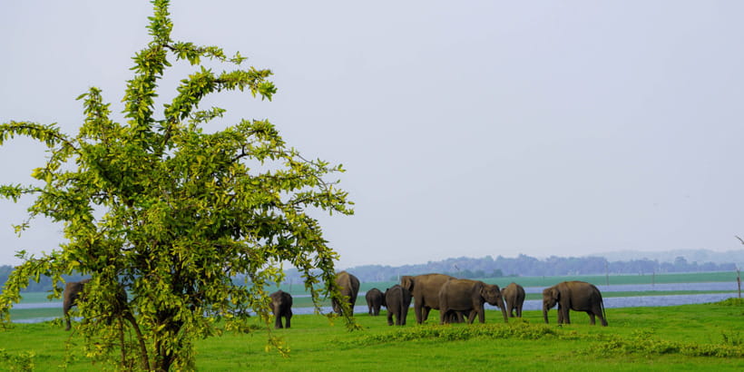 Kaudulla National Park Half Day Sri Lanka Jeep Safari - Why Kaudulla is mainly about elephants