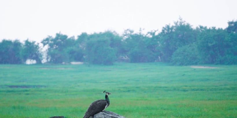 Kaudulla National Park Half Day Sri Lanka Jeep Safari - Three hours inside Kaudulla National Park