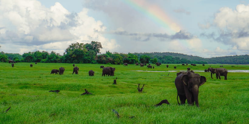 Kaudulla National Park Half Day Sri Lanka Jeep Safari - Sunset light and photography