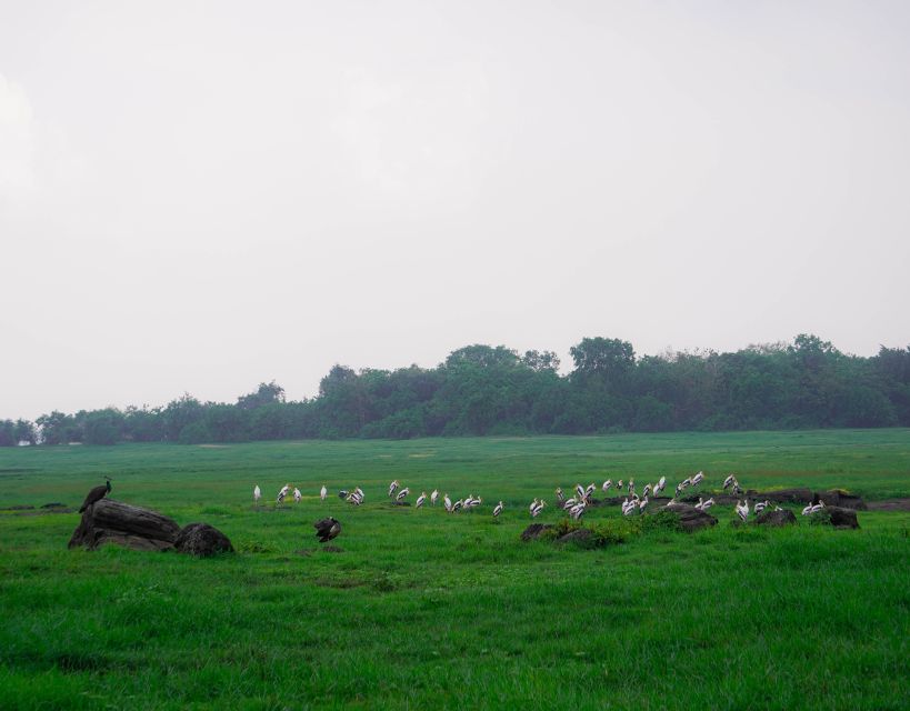 Kaudulla National Park Half Day Sri Lanka Jeep Safari - The elephant gathering and animal welfare