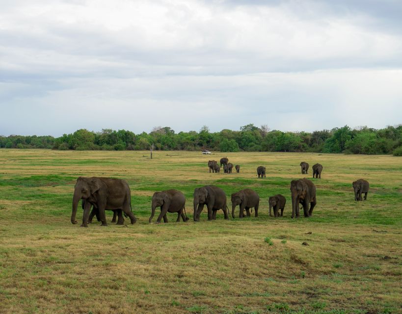 Kaudulla National Park Half Day Sri Lanka Jeep Safari - What the $39 price really means
