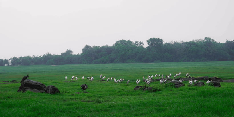 Kaudulla National Park Half Day Sri Lanka Jeep Safari - Who will enjoy this safari most