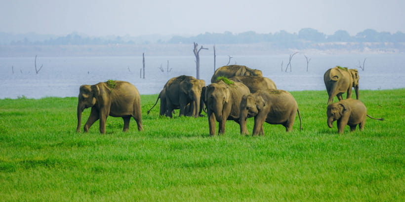 Kaudulla National Park Half Day Sri Lanka Jeep Safari - The 12:30 PM pickup from Sigiriya and nearby towns