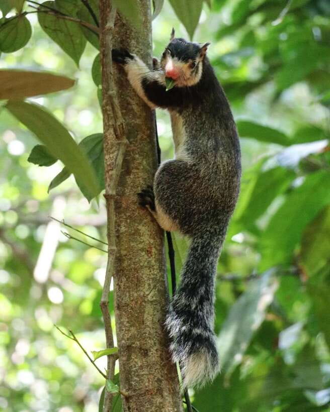Kaudulla National Park Private Elephant & Wildlife Safari - Four hours among elephants and birds