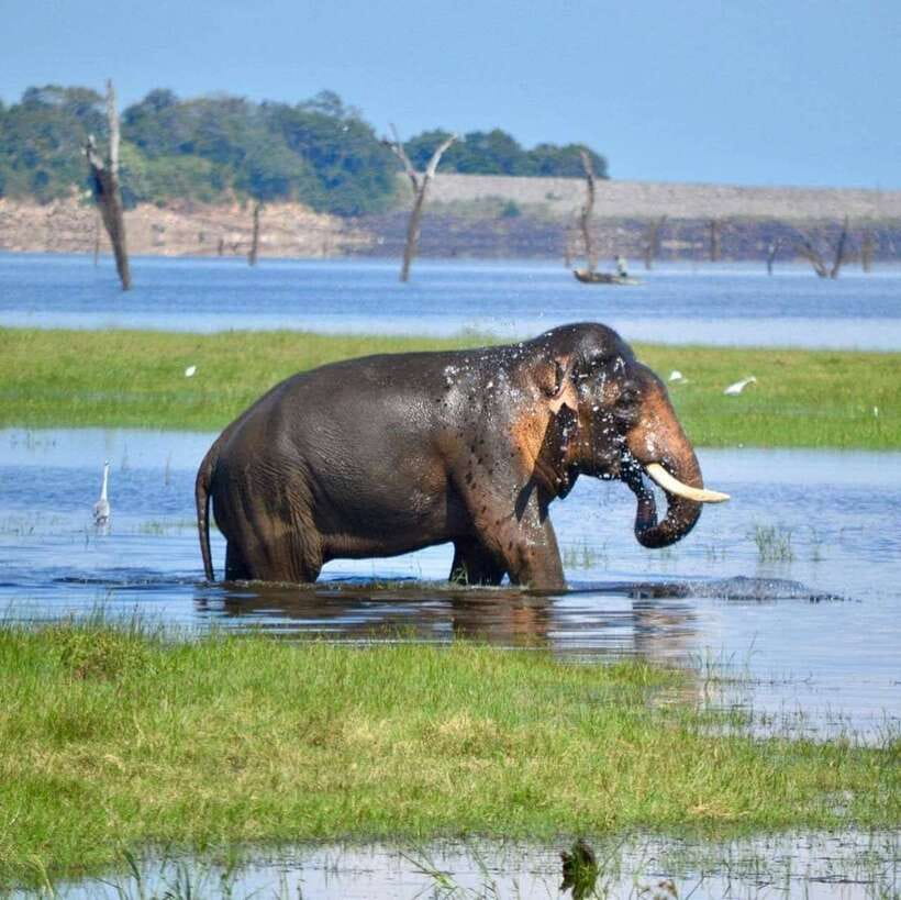 Kaudulla National Park Private Elephant & Wildlife Safari - Reading the elephants from the back seat