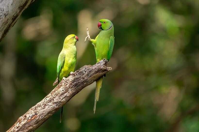 Kaudulla National Park Private Elephant & Wildlife Safari - Is $32 good value?