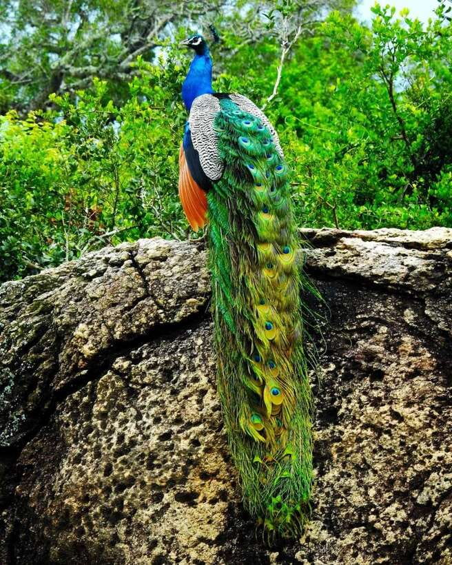 Kaudulla National Park Private Elephant & Wildlife Safari - Who should book this safari?