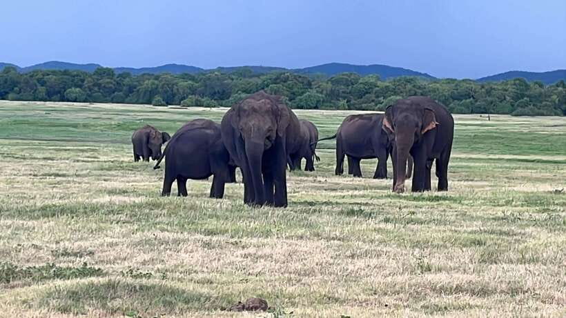 Kaudulla National Park: Private Safari - What the three-hour safari actually includes