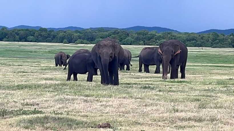 Kaudulla National Park: Private Safari - Wetlands, forest, scrub, and rocky ground