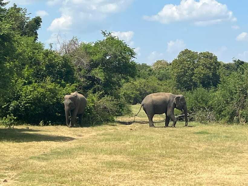Kaudulla National Park: Private Safari - Is $23 per person good value?