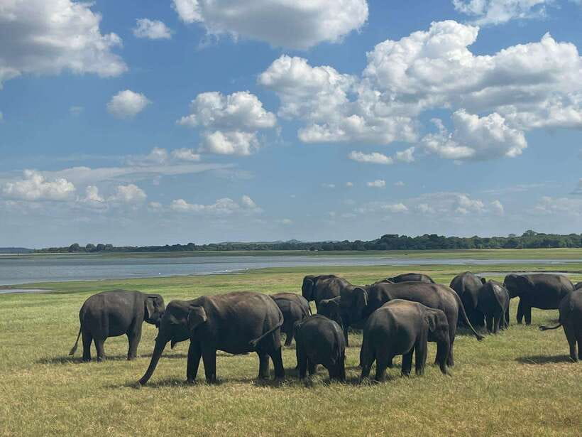 Kaudulla National Park: Private Safari - Booking details that matter