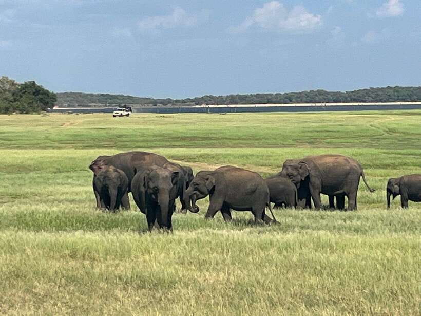 Kaudulla National Park: Private Safari - What the three hours feel like