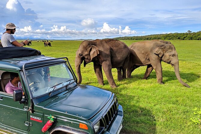 Kaudulla National Park Safari | Jeep with Tickets - Why Kaudulla is a good place to see elephants