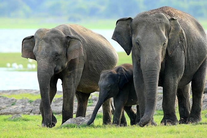 Kaudulla National Park Safari | Jeep with Tickets - What the private jeep changes