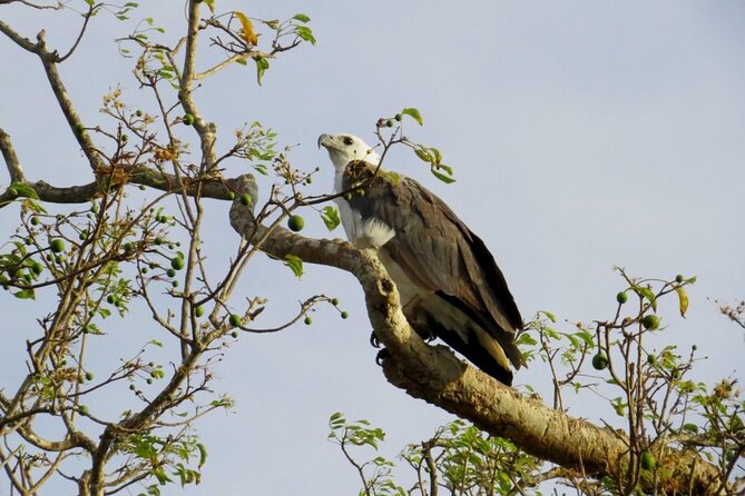Kaudulla National Park Safari | Jeep with Tickets - The first sighting and the waiting game