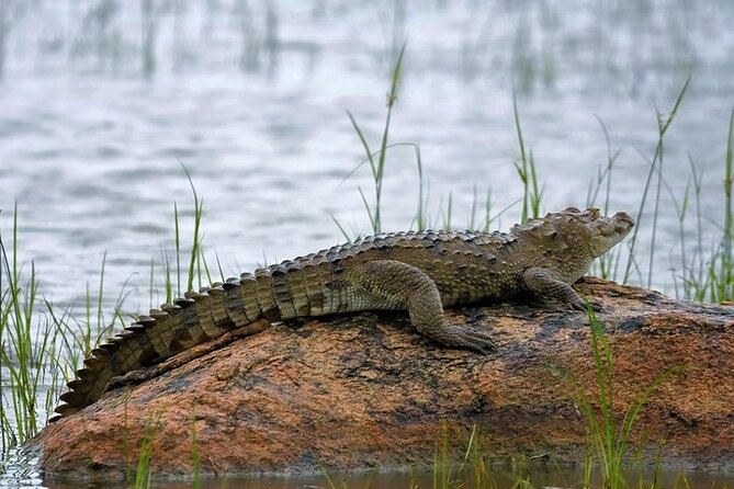 Kaudulla National Park Safari | Jeep with Tickets - Who will get the most from this safari?