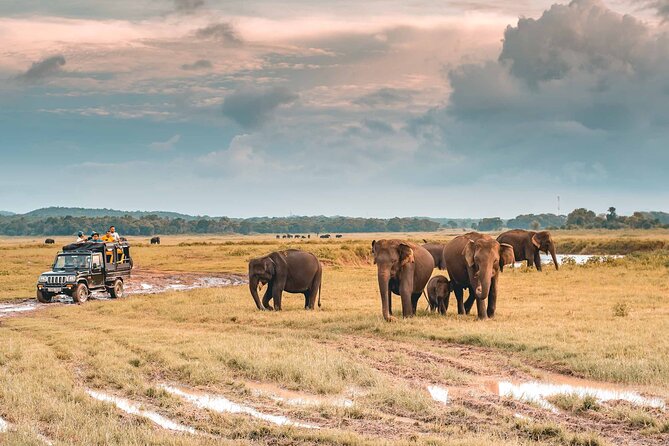 Kaudulla National Park Safari | Jeep with Tickets - A 2:30 pm start and a three-hour route