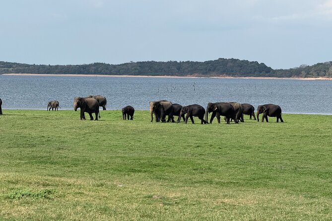 Kaudulla National Park Safari [private , full package] - Why Kaudulla is a strong elephant-safari choice