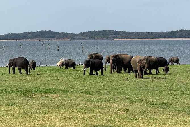 Kaudulla National Park Safari [private , full package] - What happens inside the private jeep
