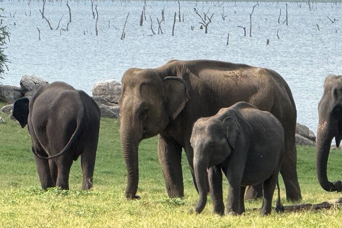 Kaudulla National Park Safari [private , full package] - A closer look at the wildlife you may see